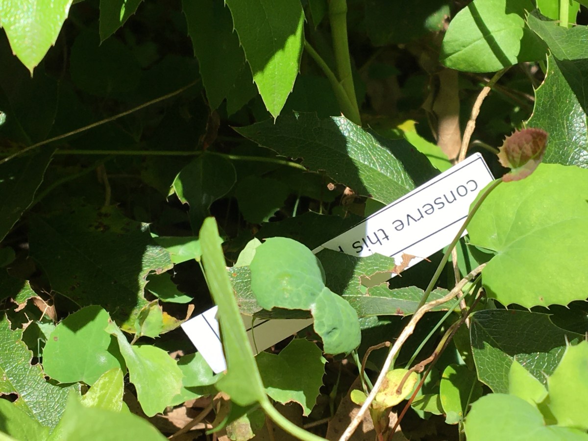 The conservability of performance: Two events and their&nbsp;afterlives